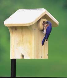 WBU Bluebird House